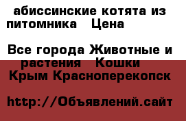 абиссинские котята из питомника › Цена ­ 15 000 - Все города Животные и растения » Кошки   . Крым,Красноперекопск